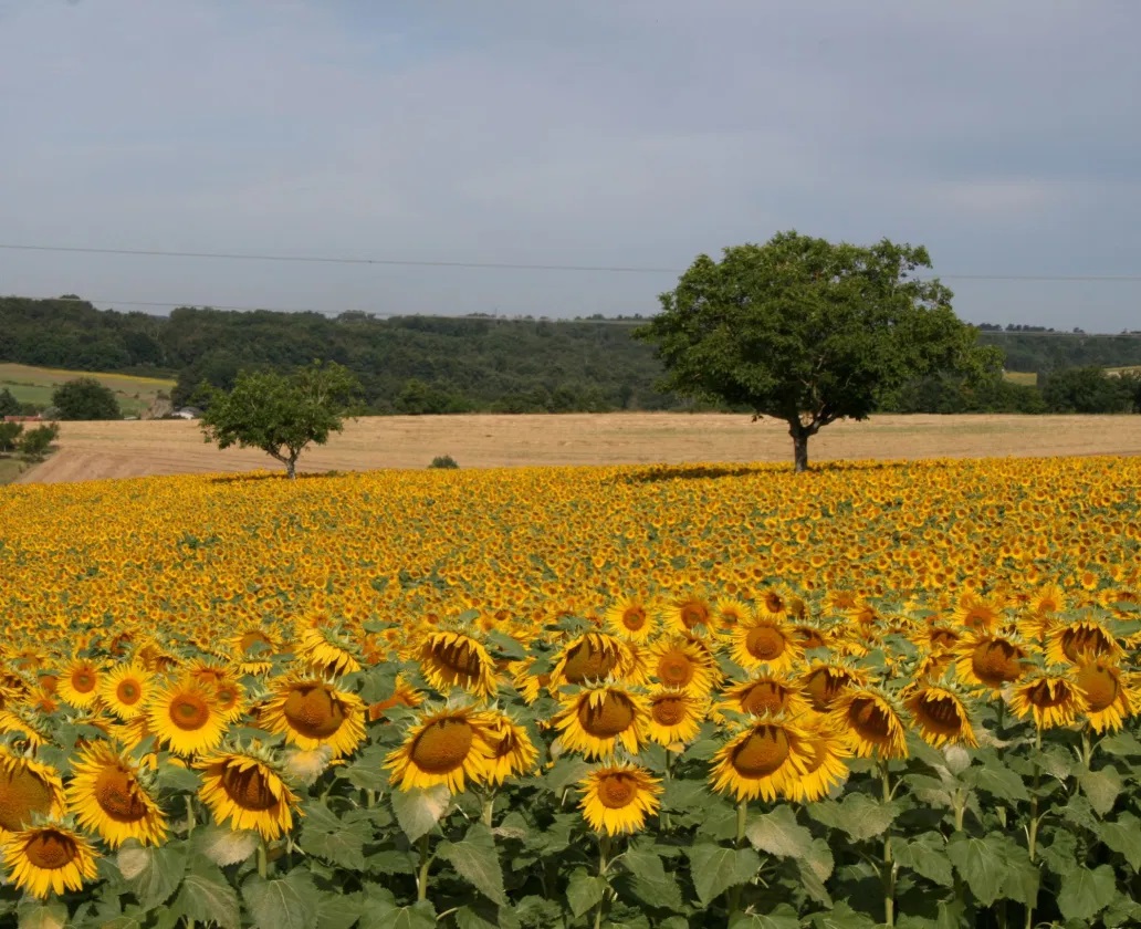 Zonnebloemen